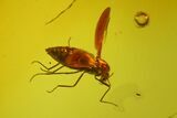 Six Fossil Flies (Diptera) In Baltic Amber #173629-2